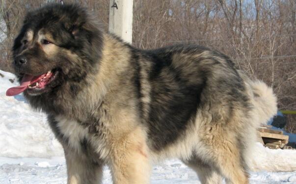 适养人群高加索牧羊犬强壮粗犷,适应能力非常强.