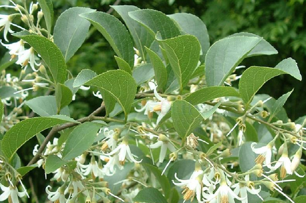 植物|叶互生|落叶灌木_新浪新闻