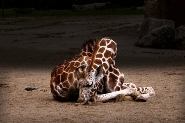 谁说长颈鹿是站着睡觉的?殊不知它的睡姿竟如此妖娆
