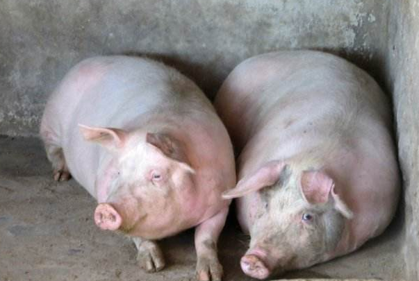 农村俗语:"栏中无猪,田中无谷"是什么意思?