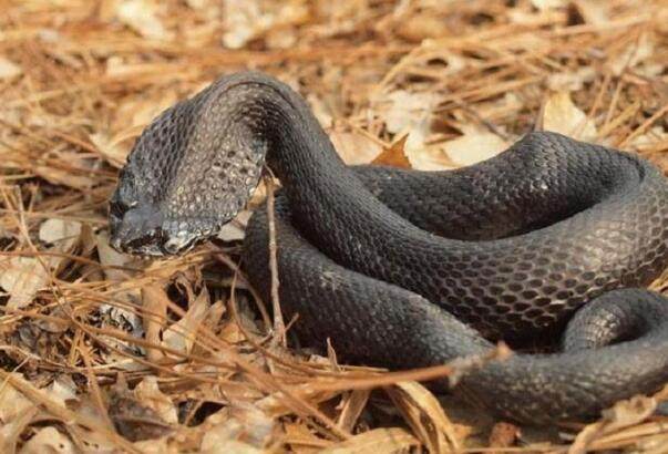 杀猪佬杀蛇成性,深山遇灵蛇起贪念,最终作茧自缚下场凄凉