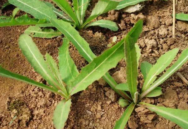 取麻菜,苣菜,曲麻菜,苦苦菜,败酱【汉语拼音】qu mai cai 【功效】