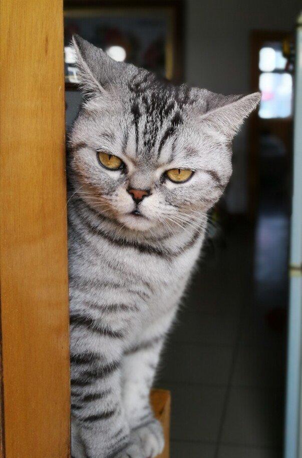 小猫咪听到主人 要给别的猫咪吃鱼干,一脸惊慌难道不是亲生的?