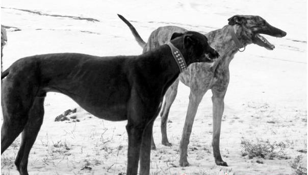 细狗是猎犬的一种,牠的特点是尖脸,垂着两片长耳朵,腰细身长,身瘦架高