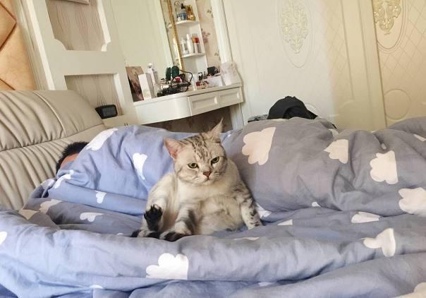 猫咪趁主人睡觉时钻进被窝,没想到发生这样的事,喵的表情亮了!