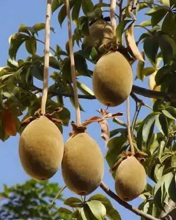 世界罕见的几种水果,一般人真买不起,土豪才买得起!