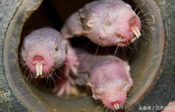 寿命最长的啮齿类动物,却奇丑无比|寿命|鼹鼠|类动物_新浪网