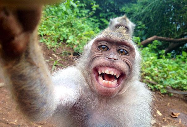 11只动物玩自拍有趣表情最后一只哈士奇表情好滑稽笑死我了