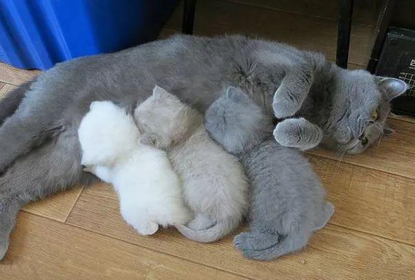 1 为什么蓝猫生的3只小猫是不同的颜色?从左到右依次由浅入深?