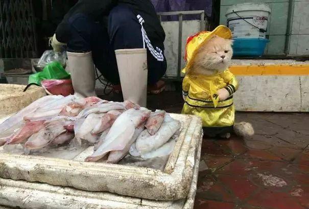 猫咪街头帮铲屎官卖鱼,表情超犀利:"敢动我的小鱼你试试?