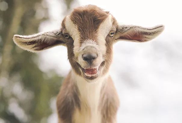 动物的微笑,萌翻了!