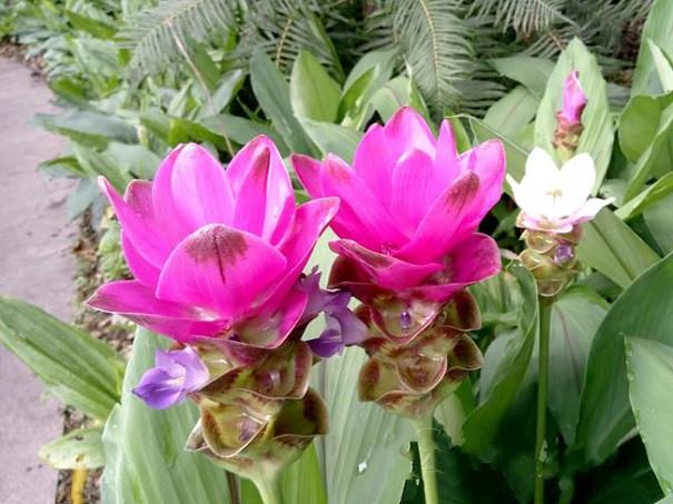 郁金为姜科,姜黄属植物,别名:温郁金,川郁金,广郁金.