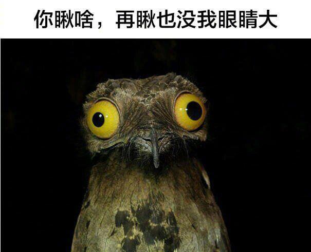 动物界的表情帝,给你个眼神自己体会