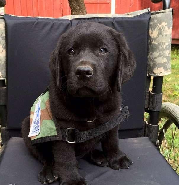 刚入学的导盲犬宝宝,他们现在很累,未来还有更多的责任!