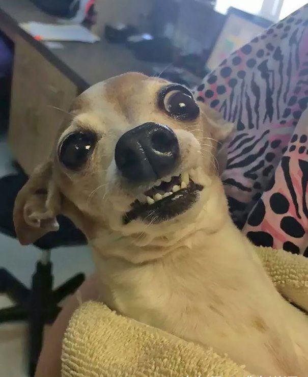 这些猫狗打了麻药后的样子超好笑,就像嗑了嗨药一般!