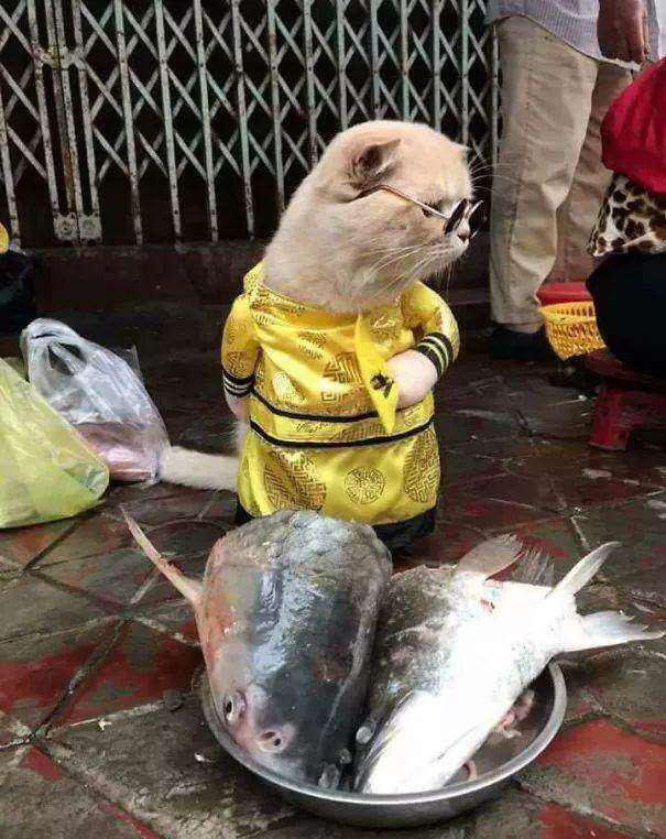 "狗皇帝"街头帮家里卖鱼,一副威仪天下表情:来了不买给朕试试