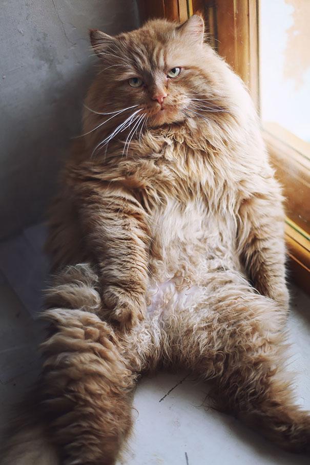 这7只超级肥大的猫,你养得起吗?