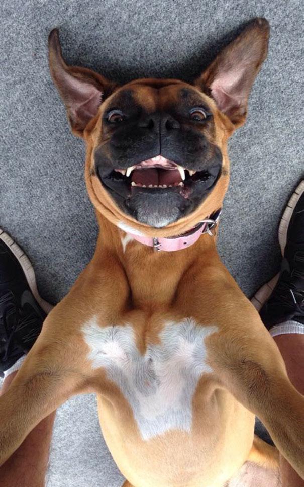 11只动物玩自拍有趣表情最后一只哈士奇表情好滑稽笑死我了