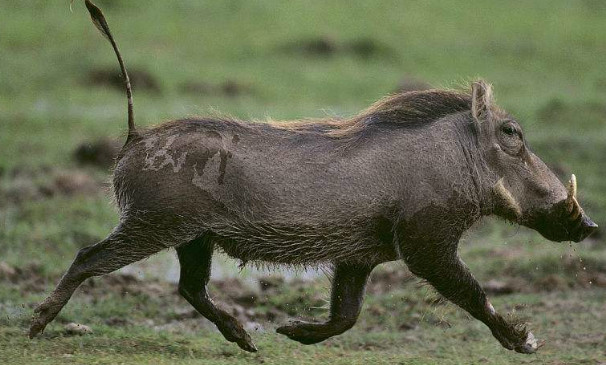珍稀动物爪哇疣猪突然现身网友直呼丑的不忍直视