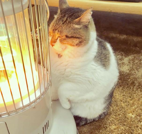 冬天到了,猫咪霸占着烤火炉一脸享受,还不让别人靠近