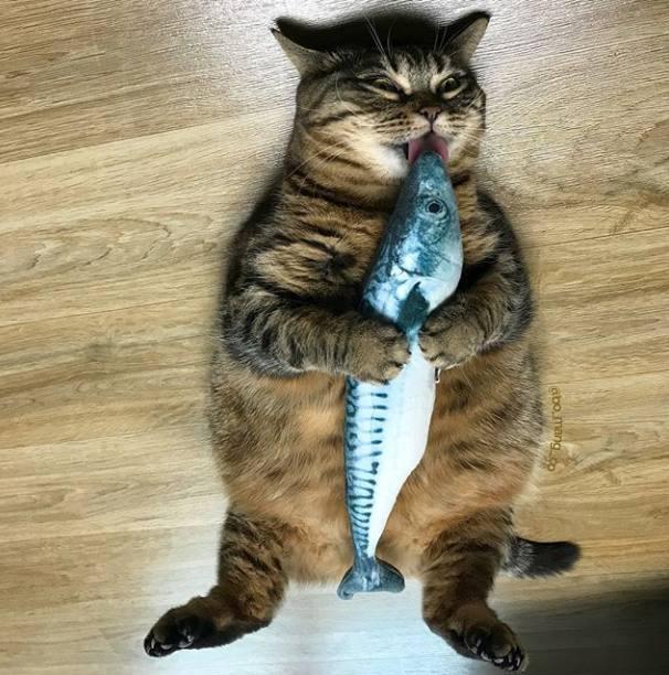 猫咪偷吃"小鱼干",被当场捉住,瞬间开启影帝模式