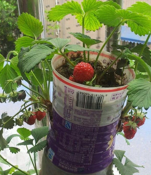 种草莓一大奇葩亮了这得多爱吃草莓才激发了超级想象力呢