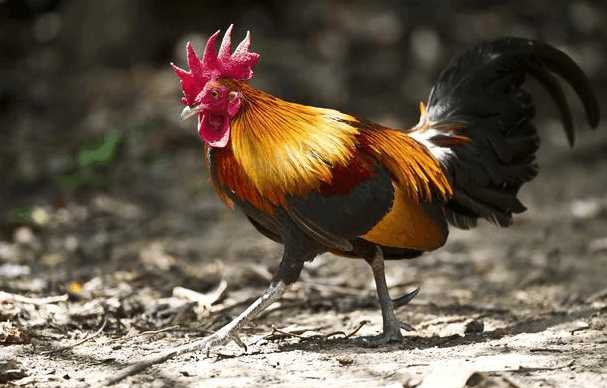 半路换人抬棺冲撞死者, 鸡公放血不死, 活人溅血棺