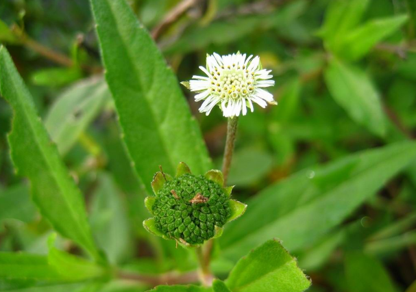 神奇的烂脚草有人讨厌有人当成宝