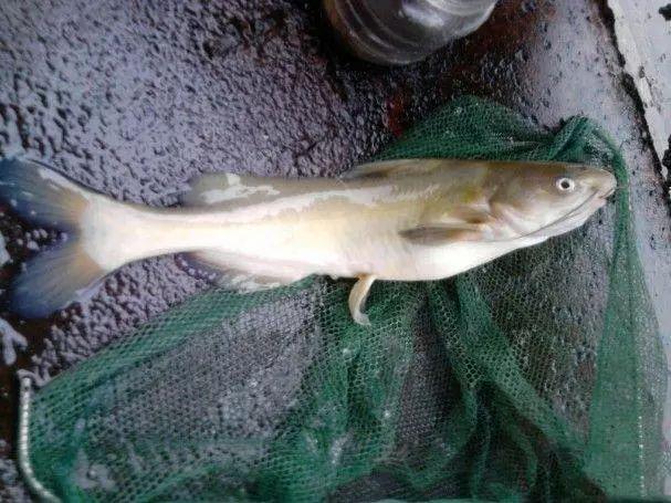 只生活在乱石激流中被称为巨型黄辣丁的江黄鱼