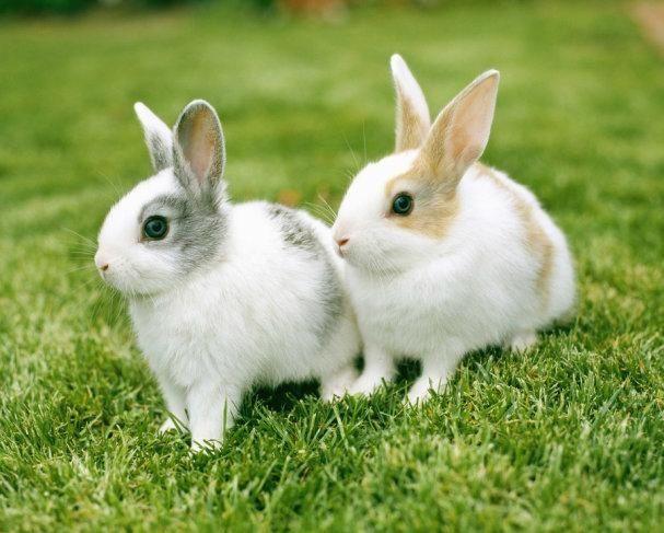 贾乃亮(鼠)李小璐(鸡)悲剧警示录:老祖宗生肖婚