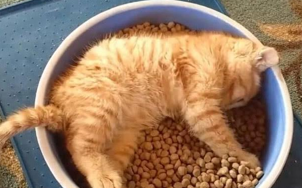 猫咪躺在碗盆里边吃边睡,男子将照片上传网络,网友:懒癌晚期