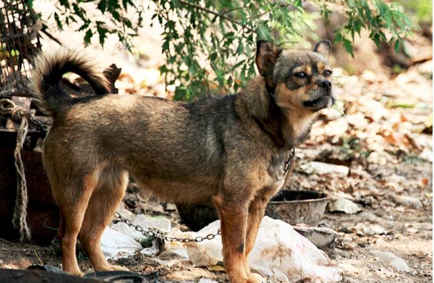 梁永华:还记得你童年养过的那条狗吗?