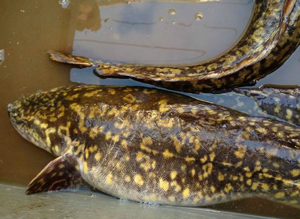 仅有的淡水种类,体长,为淡水冷水性底栖凶猛性鱼类,体长50毫米的幼鱼