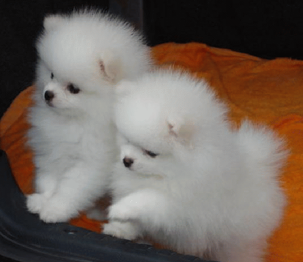 比熊和博美还有泰迪,这三只可爱的小型犬,你更喜欢哪一只呢?