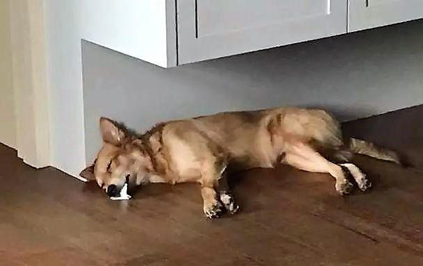 主人看见宠物狗狗口吐白沫,吓得赶紧查看,结果差点被气晕