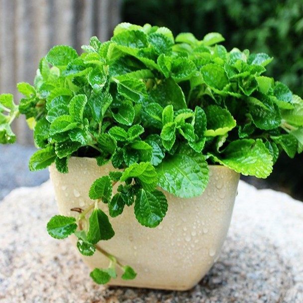 盆栽薄荷好养易爆盆家里养一盆香飘满屋还是一味良药