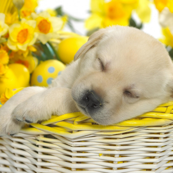 心理测试:选一只你认为最萌的小狗,测你狗年财运如何