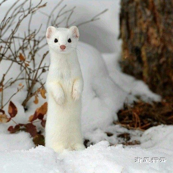 世界最萌杀手,个头小本领大,杀遍海陆空