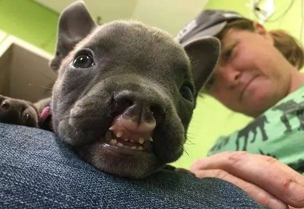 一出生就患有唇腭裂的狗狗,被饲养员抛弃,在绝望之际