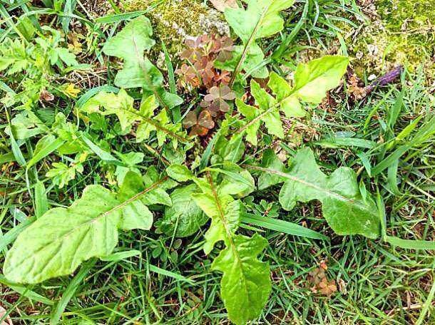 农村这种不起眼的还阳草却常被当成荠菜摘你吃过么