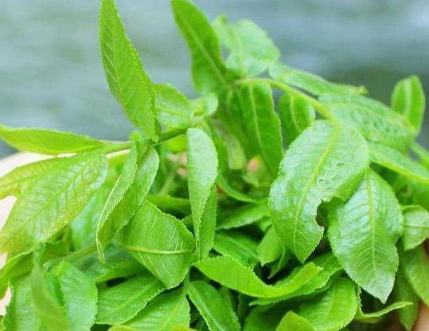 "天然胰岛素"来了,早晚喝点,血糖平稳,从此告别糖尿病!