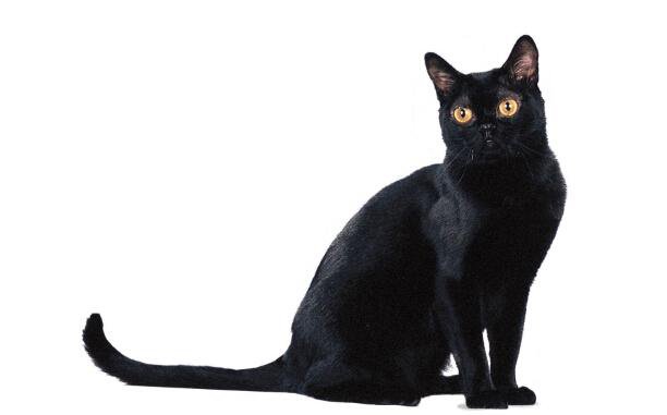 孟买猫详细介绍, 与中华田园黑猫的区别, 不要被猫贩子欺骗哦