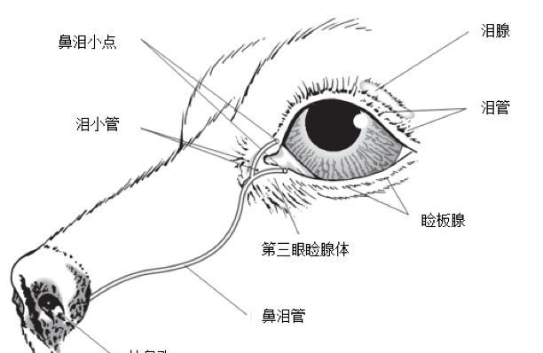 小狗狗为什么总是流泪？如何解决