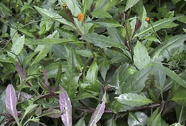 血皮菜|紫背天葵|菊科_新浪新闻