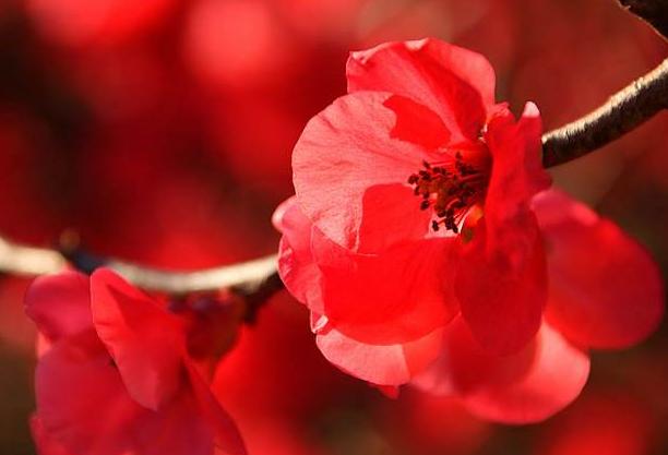 井陉生肖运势怎么样呀(2026年十二生肖运势及运程)