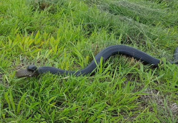 男子本是在清理后院的杂草,无意中看到的东西脑袋直发凉!