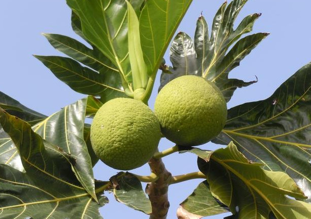 你见过能生长出面包的树吗?一棵树的果实能养活2个人!