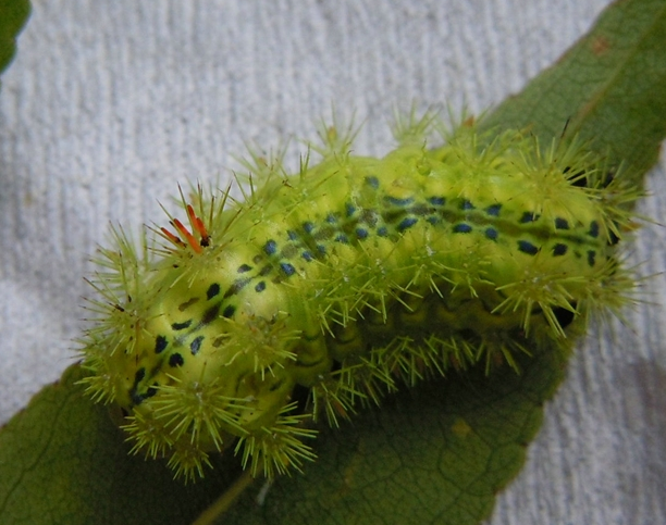 在农村生过的人看到这种虫子无不瑟瑟发抖你不信可以来瞧瞧