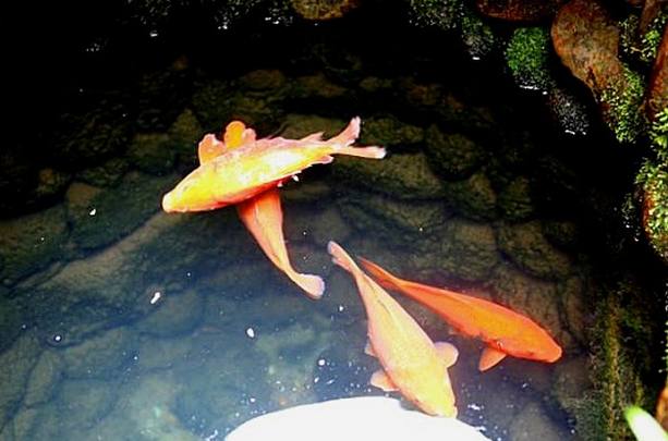 鲤鱼|水井|井水_新浪新闻