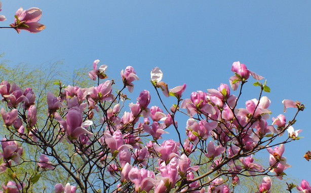 盱眙|油菜花|琼花_新浪新闻